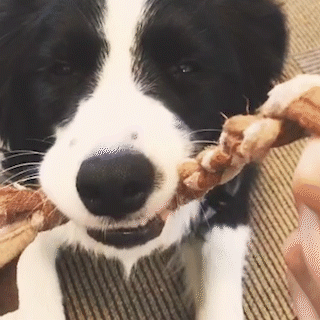 動物,犬,猫,しつけ,飼い方,育て方,病気,健康
