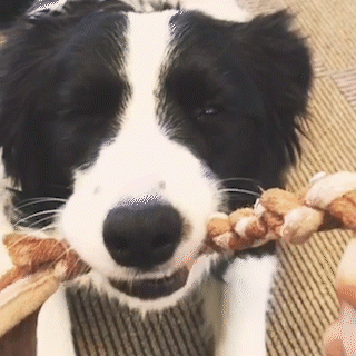 動物,犬,猫,しつけ,飼い方,育て方,病気,健康