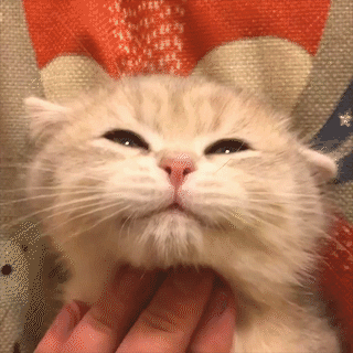 動物,犬,猫,しつけ,飼い方,育て方,病気,健康