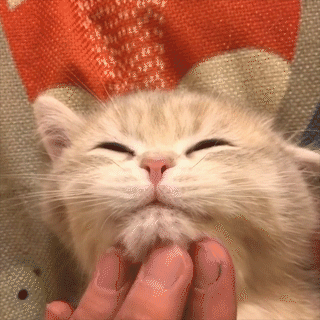 動物,犬,猫,しつけ,飼い方,育て方,病気,健康