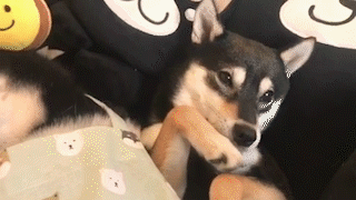 動物,犬,猫,しつけ,飼い方,育て方,病気,健康