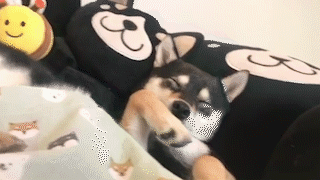 動物,犬,猫,しつけ,飼い方,育て方,病気,健康