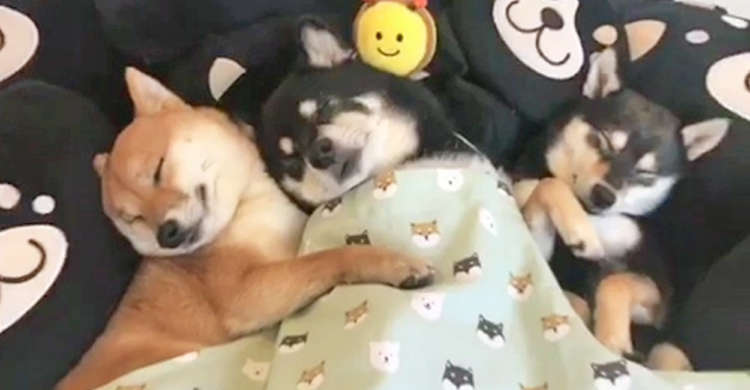 ぬくぬく感と幸せに包まれた3匹の柴犬。仲良く気持ちよさそうと眠る様子に、心あったまる(*´ェ`*)