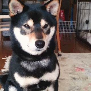 動物,犬,猫,しつけ,飼い方,育て方,病気,健康