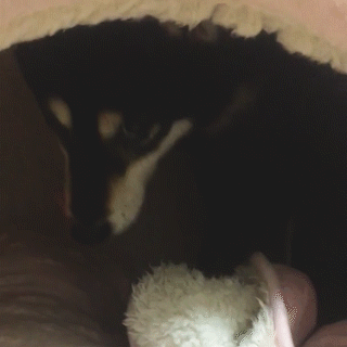 動物,犬,猫,しつけ,飼い方,育て方,病気,健康
