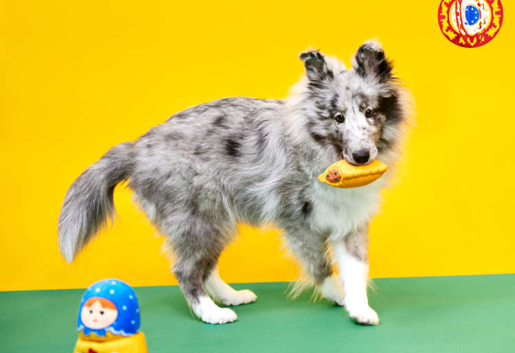 PECOBOX(ペコボックス)3月号は『世界旅行編・ロシア』!愛犬が喜ぶギフトの中身を解説♪