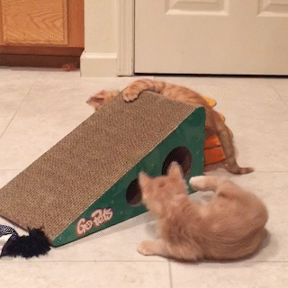 動物,犬,猫,しつけ,飼い方,育て方,病気,健康