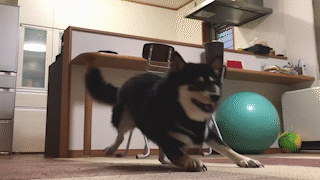 動物,犬,猫,しつけ,飼い方,育て方,病気,健康