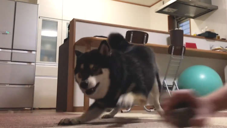 動物,犬,猫,しつけ,飼い方,育て方,病気,健康