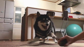 動物,犬,猫,しつけ,飼い方,育て方,病気,健康