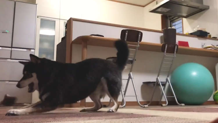 動物,犬,猫,しつけ,飼い方,育て方,病気,健康