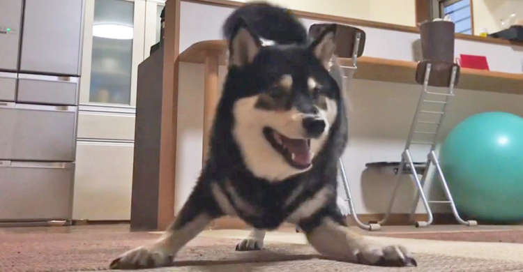 【鉄壁の守護神!】飼い主さんが投げるオモチャを、ぜ〜ったいに後ろへ通さない黒柴くん(`・ω・´)☆