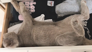 動物,犬,猫,しつけ,飼い方,育て方,病気,健康