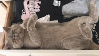 動物,犬,猫,しつけ,飼い方,育て方,病気,健康
