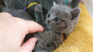 動物,犬,猫,しつけ,飼い方,育て方,病気,健康