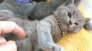 動物,犬,猫,しつけ,飼い方,育て方,病気,健康