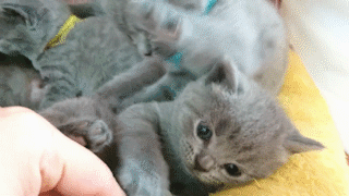 動物,犬,猫,しつけ,飼い方,育て方,病気,健康