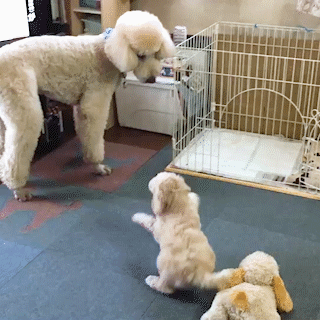 動物,犬,猫,しつけ,飼い方,育て方,病気,健康