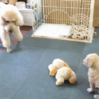 動物,犬,猫,しつけ,飼い方,育て方,病気,健康