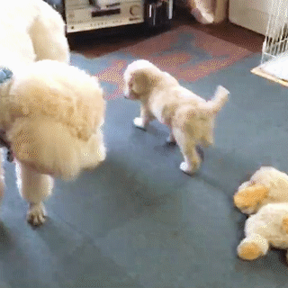 動物,犬,猫,しつけ,飼い方,育て方,病気,健康