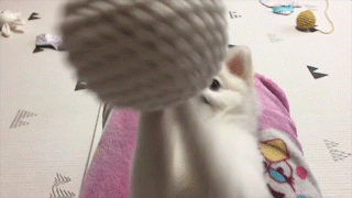 動物,犬,猫,しつけ,飼い方,育て方,病気,健康