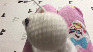 動物,犬,猫,しつけ,飼い方,育て方,病気,健康