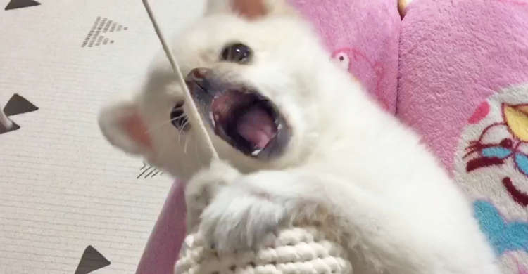 【動くぬいぐるみ♡】ボール目がけ、何度も何度もパンチして遊ぶポメラニアンが可愛すぎた〜(о´∀`о)
