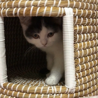 動物,犬,猫,しつけ,飼い方,育て方,病気,健康