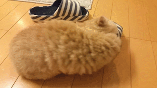 動物,犬,猫,しつけ,飼い方,育て方,病気,健康