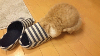 動物,犬,猫,しつけ,飼い方,育て方,病気,健康