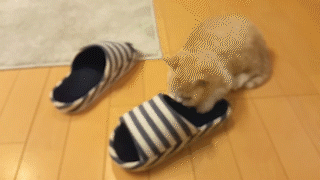 動物,犬,猫,しつけ,飼い方,育て方,病気,健康