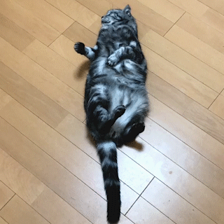 動物,犬,猫,しつけ,飼い方,育て方,病気,健康