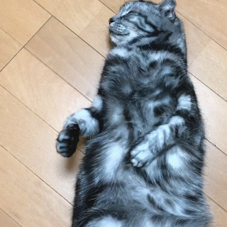 動物,犬,猫,しつけ,飼い方,育て方,病気,健康