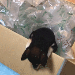 動物,犬,猫,しつけ,飼い方,育て方,病気,健康