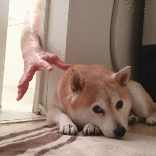 動物,犬,猫,しつけ,飼い方,育て方,病気,健康