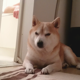 動物,犬,猫,しつけ,飼い方,育て方,病気,健康