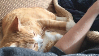 動物,犬,猫,しつけ,飼い方,育て方,病気,健康