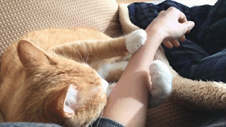 動物,犬,猫,しつけ,飼い方,育て方,病気,健康