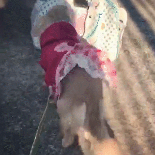 動物,犬,猫,しつけ,飼い方,育て方,病気,健康