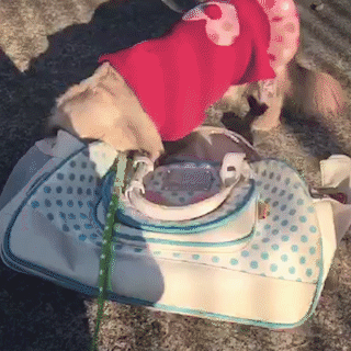 動物,犬,猫,しつけ,飼い方,育て方,病気,健康