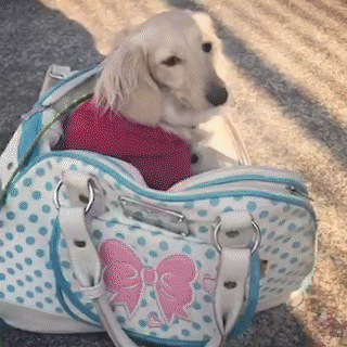 動物,犬,猫,しつけ,飼い方,育て方,病気,健康