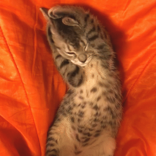 動物,犬,猫,しつけ,飼い方,育て方,病気,健康