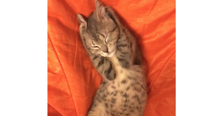 【なにか悩んでいるの〜?】頭をかかえ、体をくねくね動かす子猫ちゃんが可愛すぎたッ(>ω<) 20秒