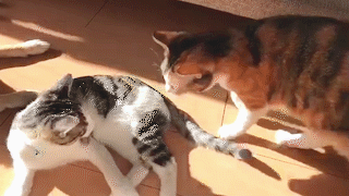 動物,犬,猫,しつけ,飼い方,育て方,病気,健康