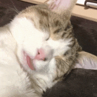 動物,犬,猫,しつけ,飼い方,育て方,病気,健康