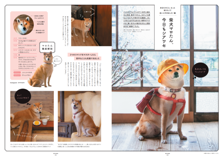 インスタで大人気「柴犬マロたん」の日常に迫ります。