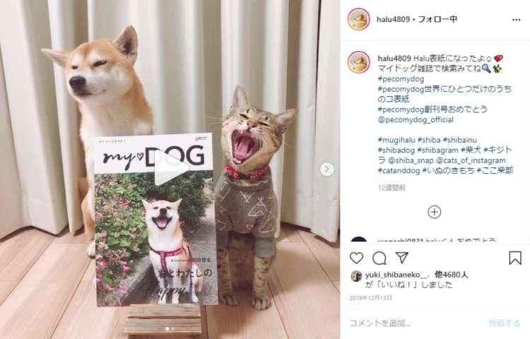 うちのコ表紙の「my♡DOG」を手にした飼い主さんたちの声が、Instagram上に集まっています。#pecomydog