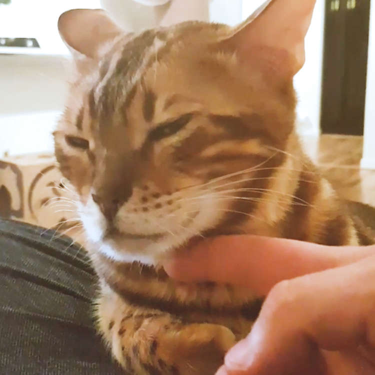 動物,犬,猫,しつけ,飼い方,育て方,病気,健康