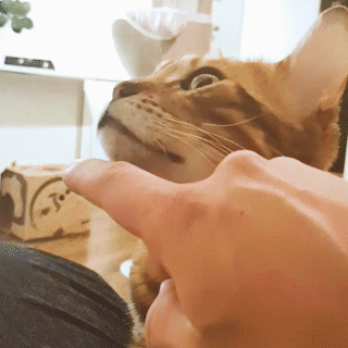 動物,犬,猫,しつけ,飼い方,育て方,病気,健康
