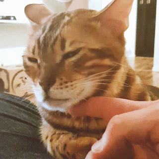 動物,犬,猫,しつけ,飼い方,育て方,病気,健康